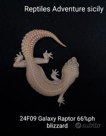 Geco leopardino femmina