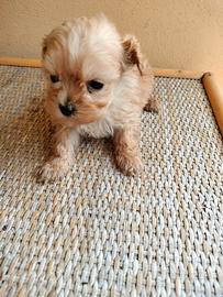 Maltipoo mini Toy