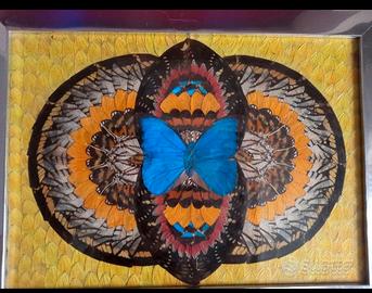 Quandro ali di farfalle