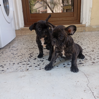 Bulldog francesi