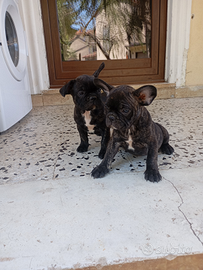 Bulldog francesi