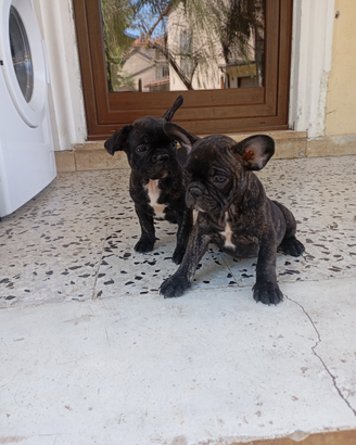 Bulldog francesi