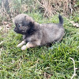 Chihuahua femminuccia pelo lungo
