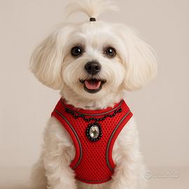 Pettorina rossa con decoro nero