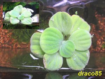 Pistia pianta