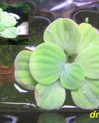 Pistia pianta
