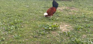 Gallo olandese nano ciuffato