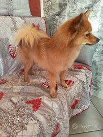Cucciolo di Volpino Pomerania