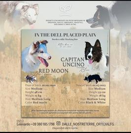 Cuccioli di border collie