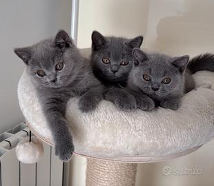 British shorthair blu