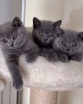 British shorthair blu
