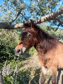 Pony