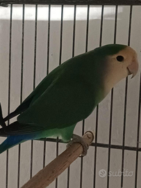 Inseparabile NT femmina FOI 23