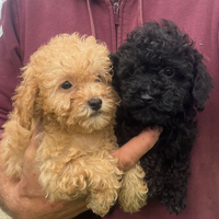 Cuccioli di Barboncino nano e Toy