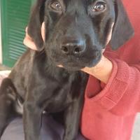 Cuccioli di labrador con pedigree Enci