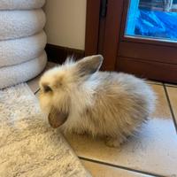 Coniglio ariete nano