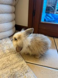 Coniglio ariete nano