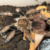 Pamphobeteus sp. Mascara Female