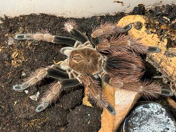 Pamphobeteus sp. Mascara Female