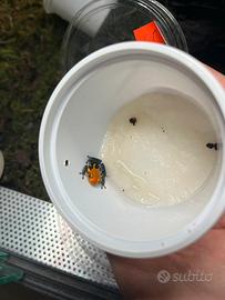 Ranitomeya Imitator "Varadero"