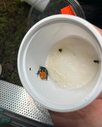 Ranitomeya Imitator "Varadero"