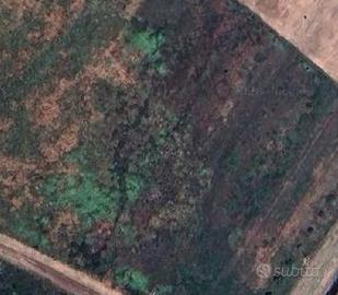 Terreno Agricolo - Campiglia Marittima