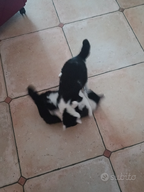 Cuccioli di gatto di varie età meticci