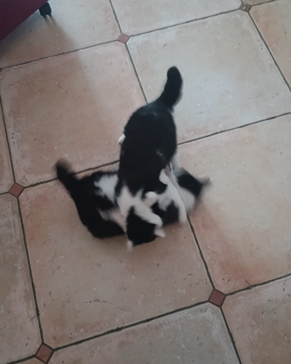 Cuccioli di gatto di varie età meticci