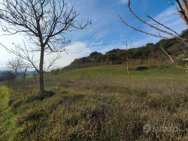 Terreno agricolo di 9,5 ettari