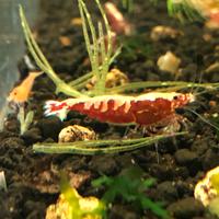 Caridine Red Galaxy Fishbone