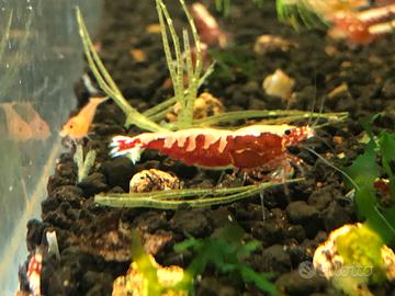 Caridine Red Galaxy Fishbone