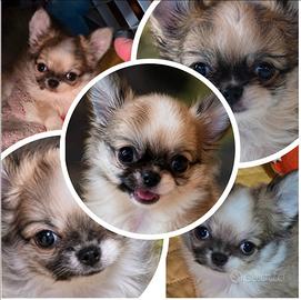 Chihuahua