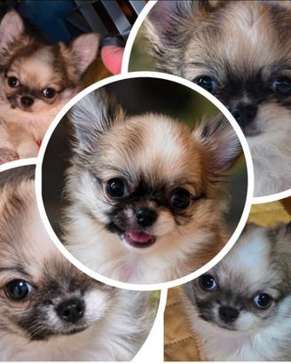 Chihuahua