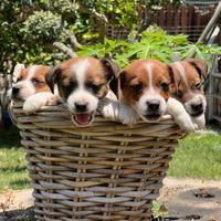 4 cuccioli di jack Russell terrier