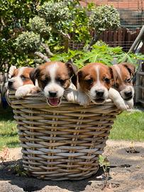 4 cuccioli di jack Russell terrier