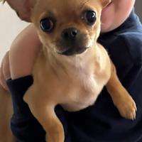 Cucciola chihuahua di 5 mesi no pedigree