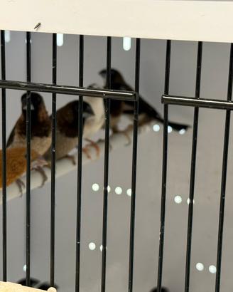 Passere del Giappone