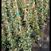 piante di gelsomino vaso 18