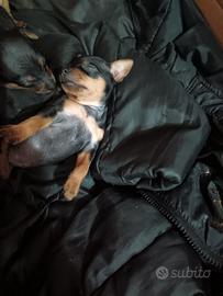Pinscher miniatura