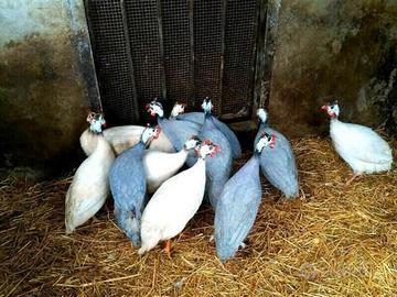 Galline faraone sia bianche che grigie