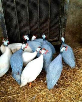Galline faraone sia bianche che grigie