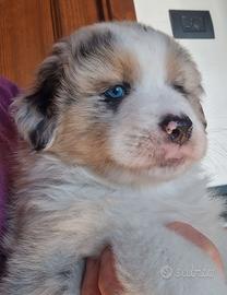 Pastore australiano con pedigree