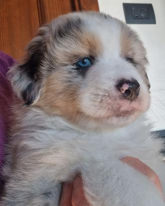 Pastore australiano con pedigree