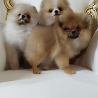 Spitz Pomerania nano