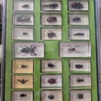 collezione in vetro insetti