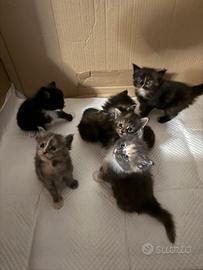 Maine Coon
