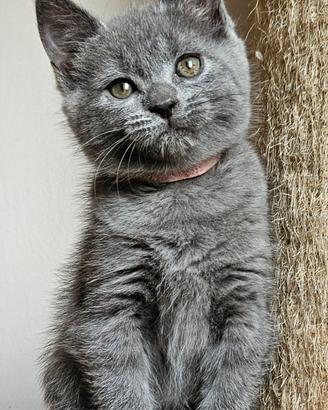 Cuccioli di razza certosino