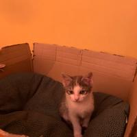 Gattino maschio di 2 mesi e mezzo