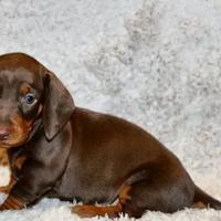 Cuccioli di bassotti maschi e femmine