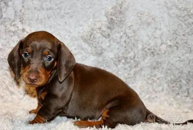 Cuccioli di bassotti maschi e femmine